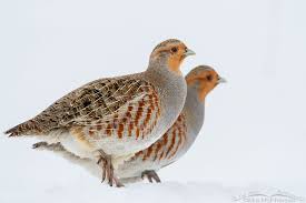 Attēlu rezultāti vaicājumam “Perdix perdix adult”