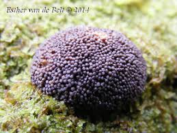 Attēlu rezultāti vaicājumam “Badhamia macrocarpa”