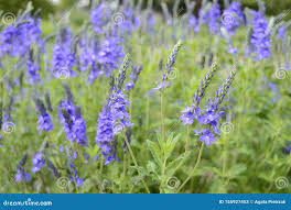 Attēlu rezultāti vaicājumam “Veronica austriaca subsp. teucrium flower”