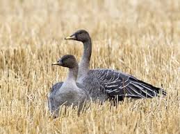 Image result for Anser fabalis