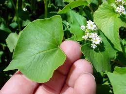 Attēlu rezultāti vaicājumam “Fagopyrum esculentum leaf”