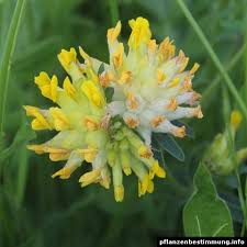 Image result for Anthyllis vulneraria