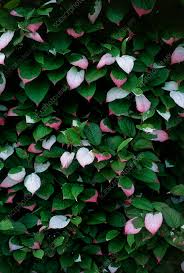 Attēlu rezultāti vaicājumam “Actinidia kolomikta”