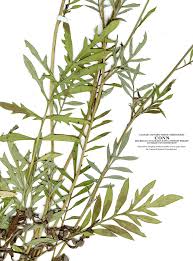 Attēlu rezultāti vaicājumam “Centaurea scabiosa flower”