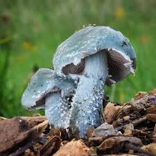 Attēlu rezultāti vaicājumam “Datronia mollis”