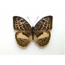 Attēlu rezultāti vaicājumam “Brenthis ino underside”