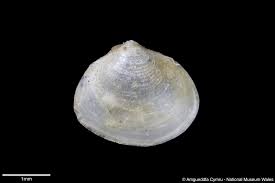 Attēlu rezultāti vaicājumam “Macoma baltica”