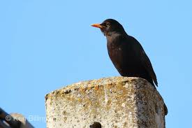 Attēlu rezultāti vaicājumam “Turdus merula”