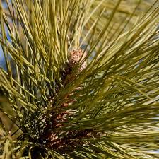 Attēlu rezultāti vaicājumam “Pinus ponderosa”