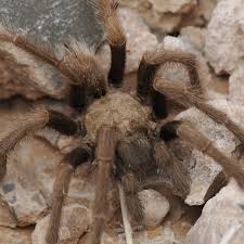 Attēlu rezultāti vaicājumam “Aphodius subterraneus imago”