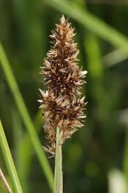 Attēlu rezultāti vaicājumam “Carex vulpina”