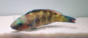 Image result for Scarus psittacus