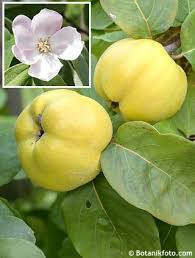 Attēlu rezultāti vaicājumam “Cydonia oblonga”