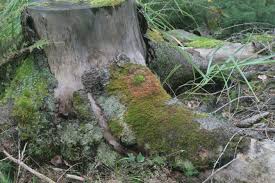 Attēlu rezultāti vaicājumam “Ptilidium pulcherrimum”