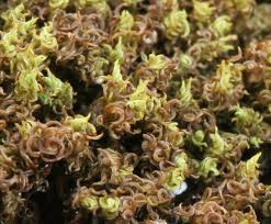 Attēlu rezultāti vaicājumam “Tortella inclinata”