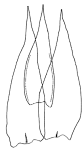 Attēlu rezultāti vaicājumam “Plagiothecium latebricola macro”