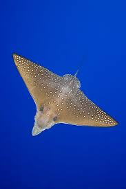 Image result for Aetobatus narinari