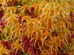 Attēlu rezultāti vaicājumam “Sphagnum flexuosum”