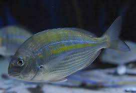 Image result for Rhabdosargus holubi