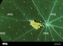 Attēlu rezultāti vaicājumam “Pieris brassicae underside”