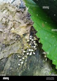 Attēlu rezultāti vaicājumam “Phleogena faginea young”