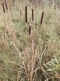 Attēlu rezultāti vaicājumam “Typha angustifolia”