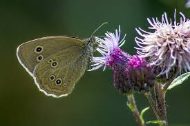 Attēlu rezultāti vaicājumam “Lopinga achine”