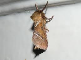 Attēlu rezultāti vaicājumam “Hepialus sylvina”