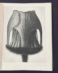 Attēlu rezultāti vaicājumam “Geum rivale bud”