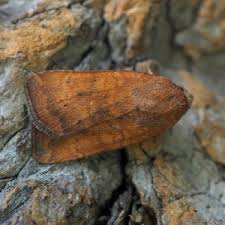 Attēlu rezultāti vaicājumam “Ortholepis betulae”