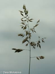 Attēlu rezultāti vaicājumam “Holcus mollis”