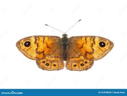 Attēlu rezultāti vaicājumam “Lasiommata megera male”