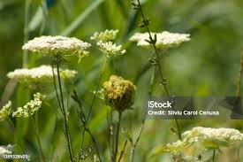 Attēlu rezultāti vaicājumam “Laserpitium latifolium bud”