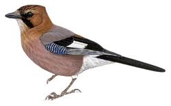 Attēlu rezultāti vaicājumam “Garrulus glandarius adult”