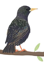 Attēlu rezultāti vaicājumam “Sturnus vulgaris”
