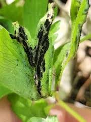 Attēlu rezultāti vaicājumam “Urocystis anemones”