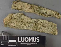 Attēlu rezultāti vaicājumam “Biatora sphaeroides”