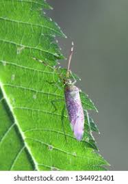 Attēlu rezultāti vaicājumam “Pantilius tunicatus”