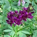 Attēlu rezultāti vaicājumam “Medicago x varia  flower”