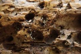 Attēlu rezultāti vaicājumam “Lasiosphaeria ovina”