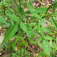 Attēlu rezultāti vaicājumam “Bidens frondosa leaf”
