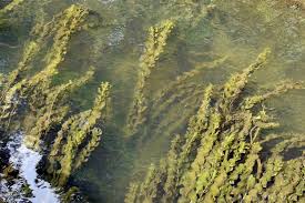 Attēlu rezultāti vaicājumam “Potamogeton perfoliatus flower”