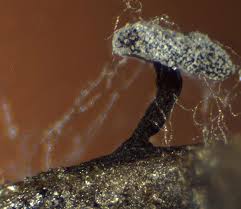 Attēlu rezultāti vaicājumam “Didymium clavus macro”