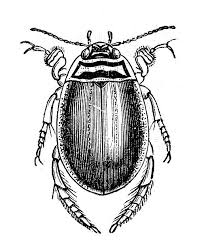 Attēlu rezultāti vaicājumam “Acilius sulcatus”