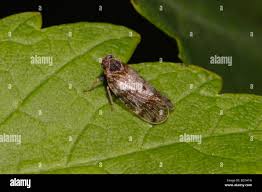 Attēlu rezultāti vaicājumam “Cixiidae”