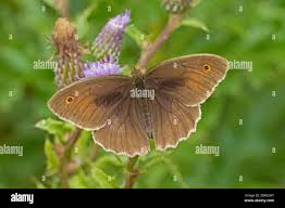 Attēlu rezultāti vaicājumam “Maniola jurtina male”