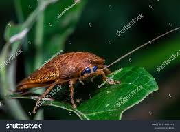 Attēlu rezultāti vaicājumam “Ectobius sylvestris male”