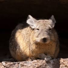 Image result for viscacha