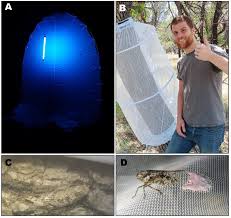 Attēlu rezultāti vaicājumam “Lycogala persicum macro”