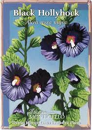 Image result for Alcea rosea nigra